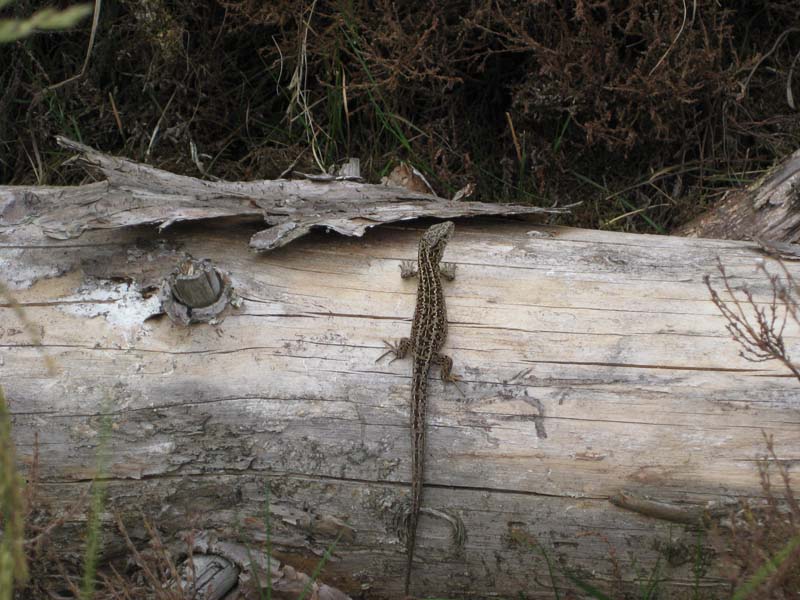 Lacerta Agilis e Zootoca Vivipara.